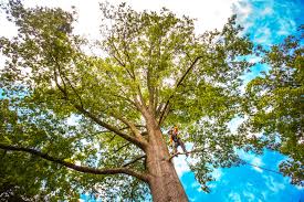Best Palm Tree Trimming  in Mohnton, PA