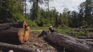 Best Firewood Processing and Delivery  in Mohnton, PA