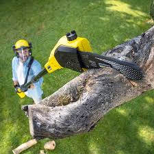Best Fruit Tree Pruning  in Mohnton, PA