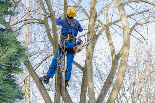 Professional Tree Services in Mohnton, PA