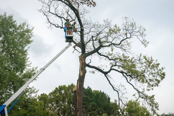 Best Tree Risk Assessment  in Mohnton, PA