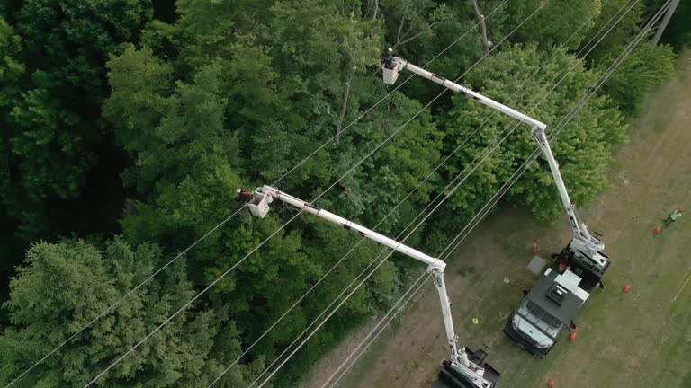 Best Utility Line Clearance  in Mohnton, PA