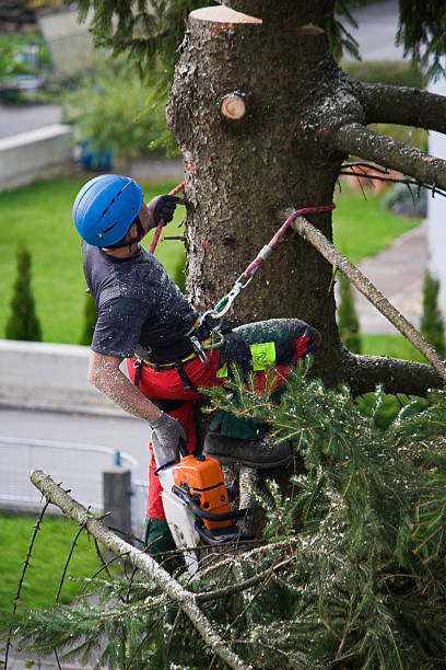 Best Lawn Drainage Solutions  in Mohnton, PA