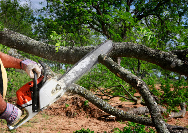 Best Tree Disease Treatment  in Mohnton, PA